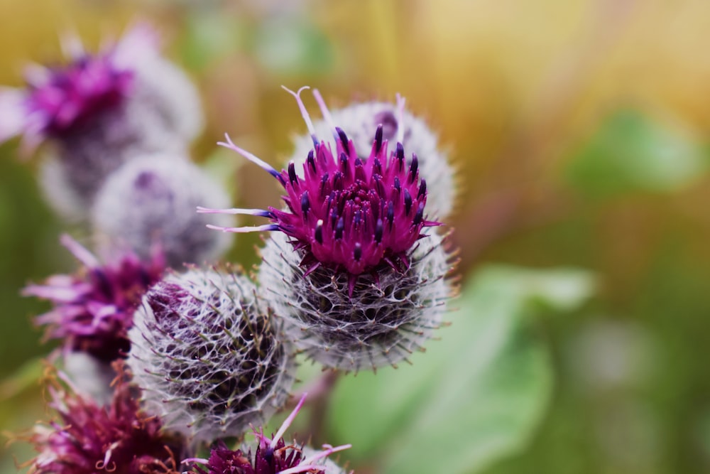 purple flower in tilt shift lens