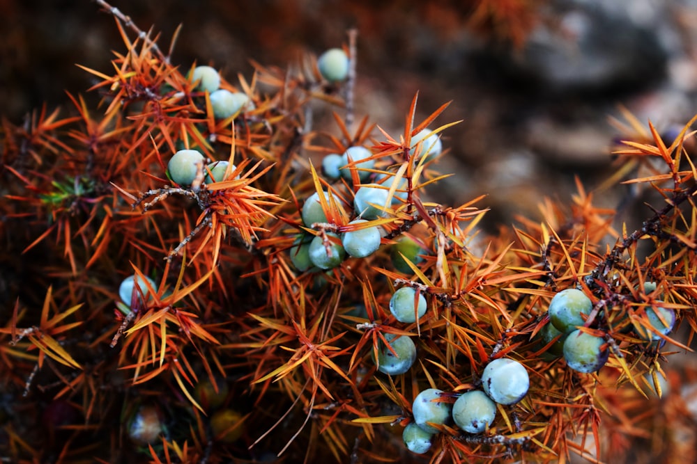 blue and white round fruits