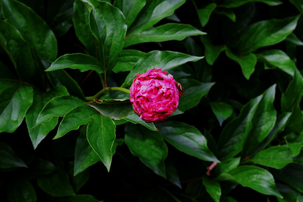 pink flower in green leaves