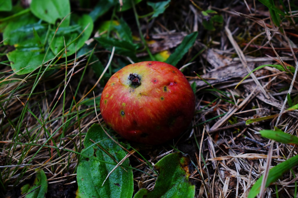 rote Apfelfrucht auf braunen getrockneten Blättern
