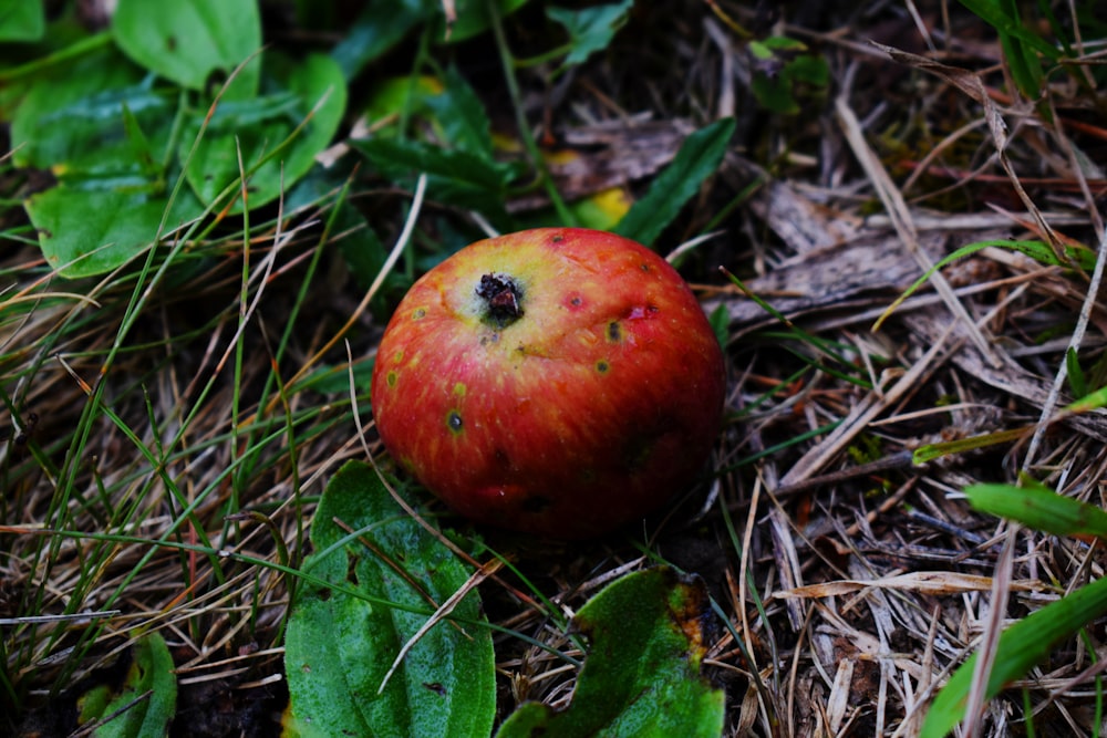 red apple fruit on brown dried leaves