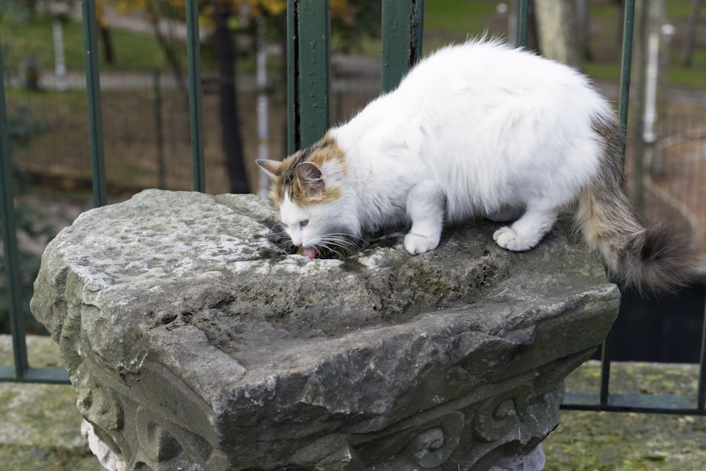 white and orange cat on gray rock