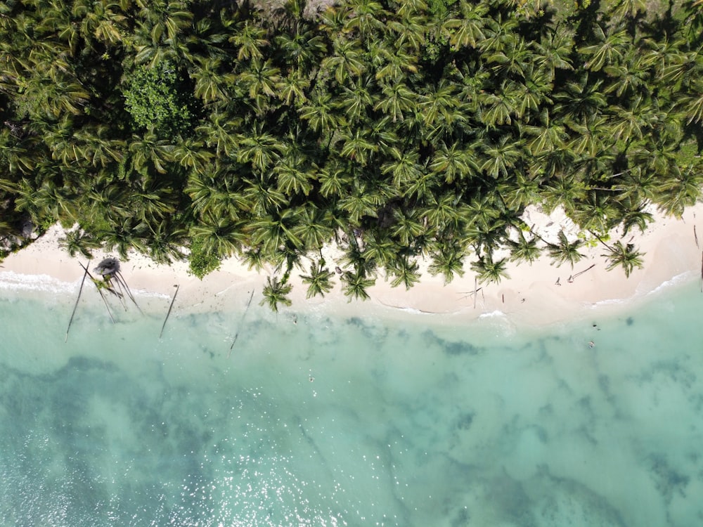 Árbol verde en la playa de arena blanca