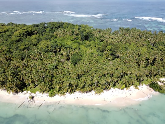 green trees on beach shore during daytime in Zapatilla Island Panama