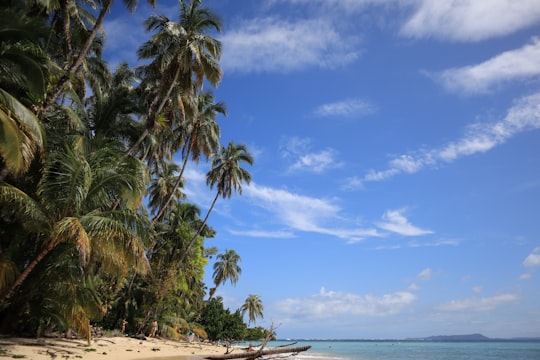 palm trees on beach during daytime in Zapatilla Island Panama