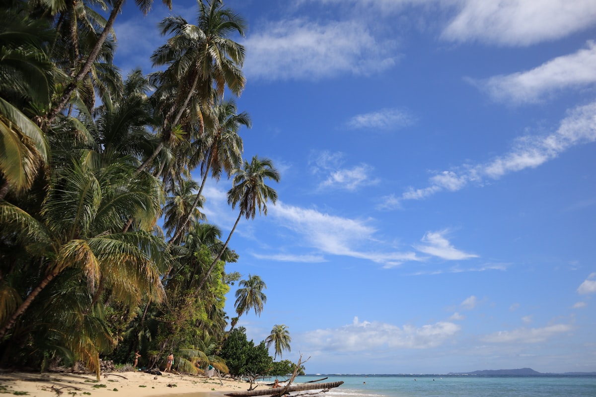Palm trees on beach during daytime