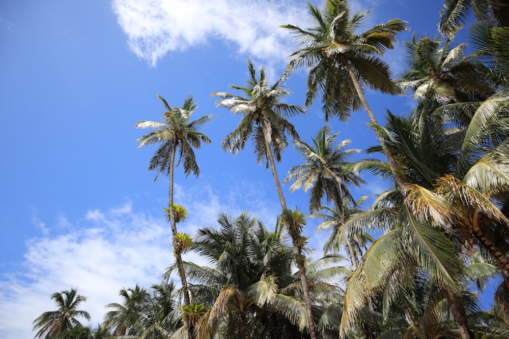 green coconut palm trees under blue sky during daytime