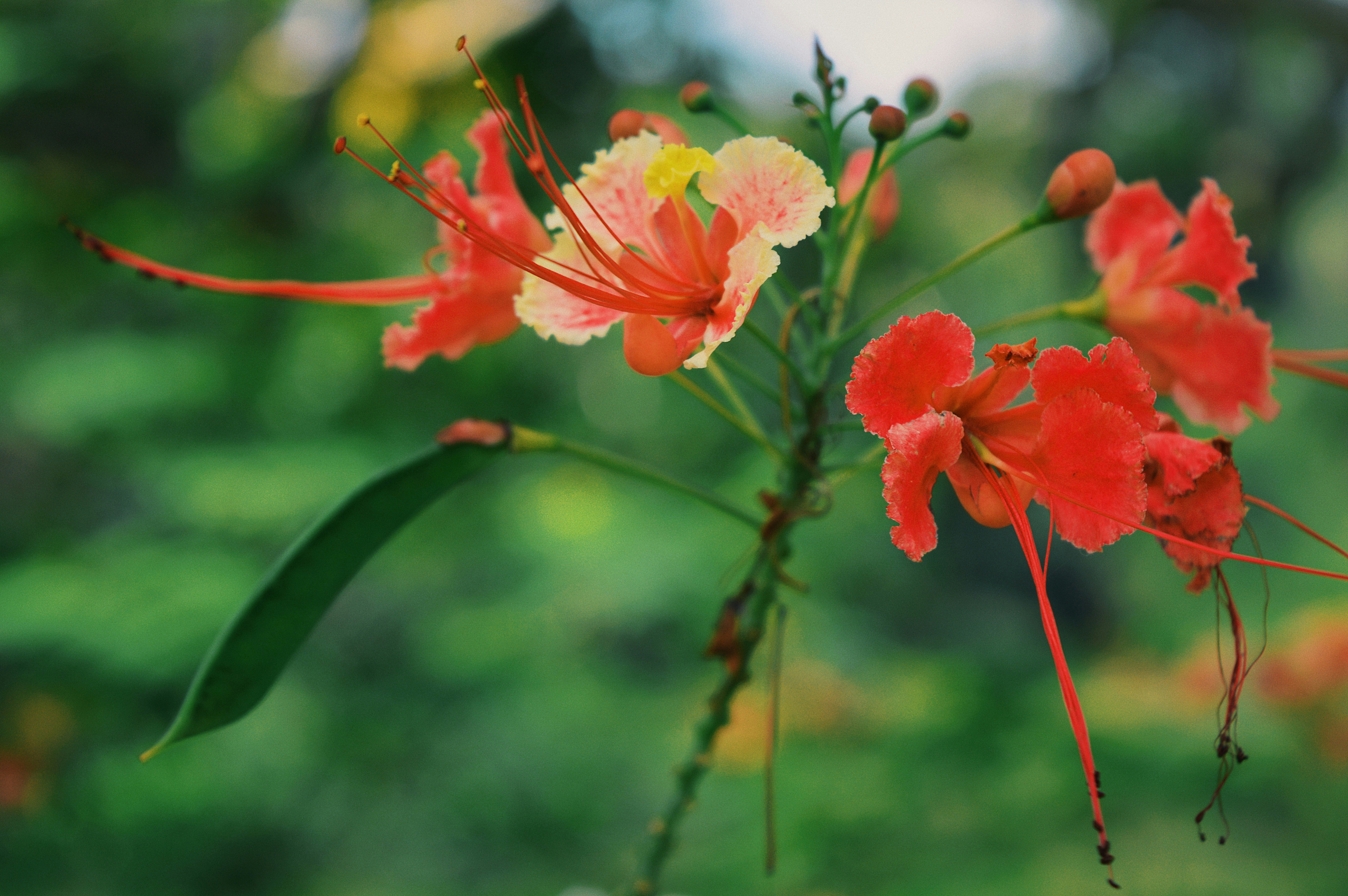 Photo by fleuraimeekaan