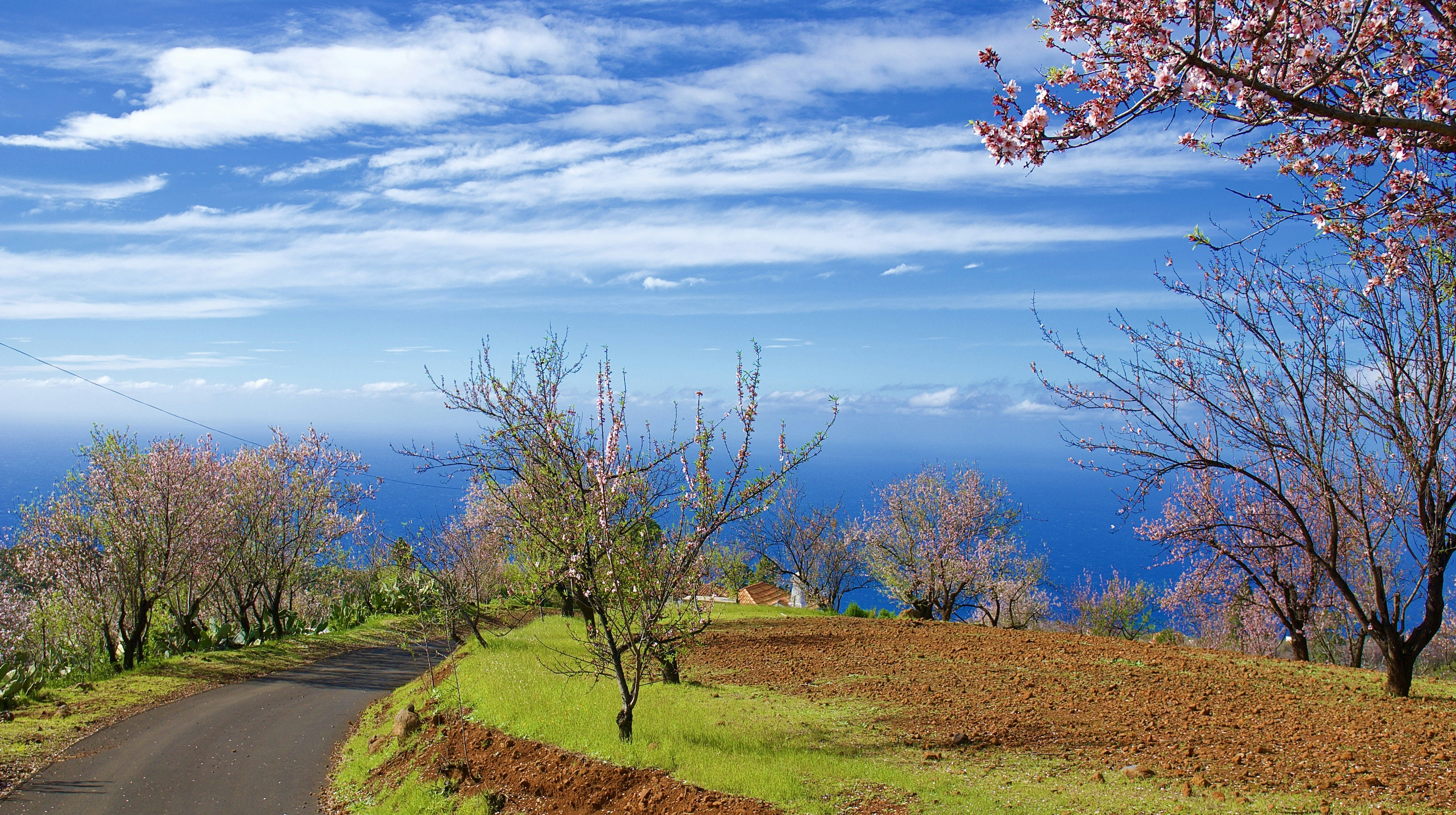 green grass field with trees under blue sky during daytime