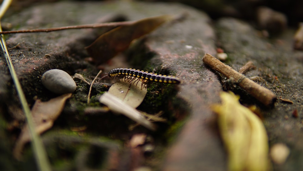 green and black caterpillar on brown tree branch