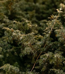 Dense foliage of evergreen plants with intricate needle-like leaves. A branch with small leaves protrudes slightly from the rest of the shrubbery.