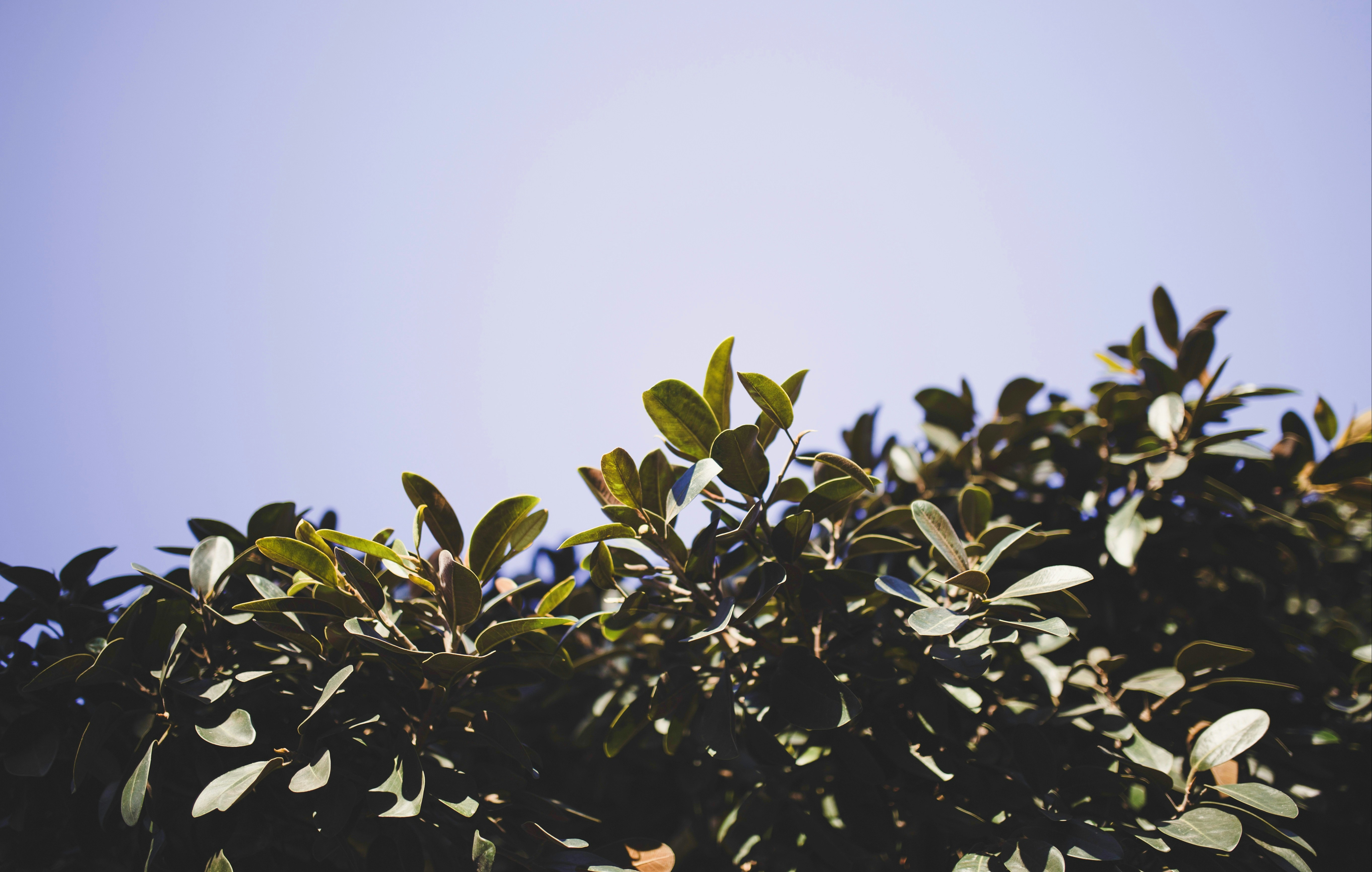 Photo by brandonleclaire