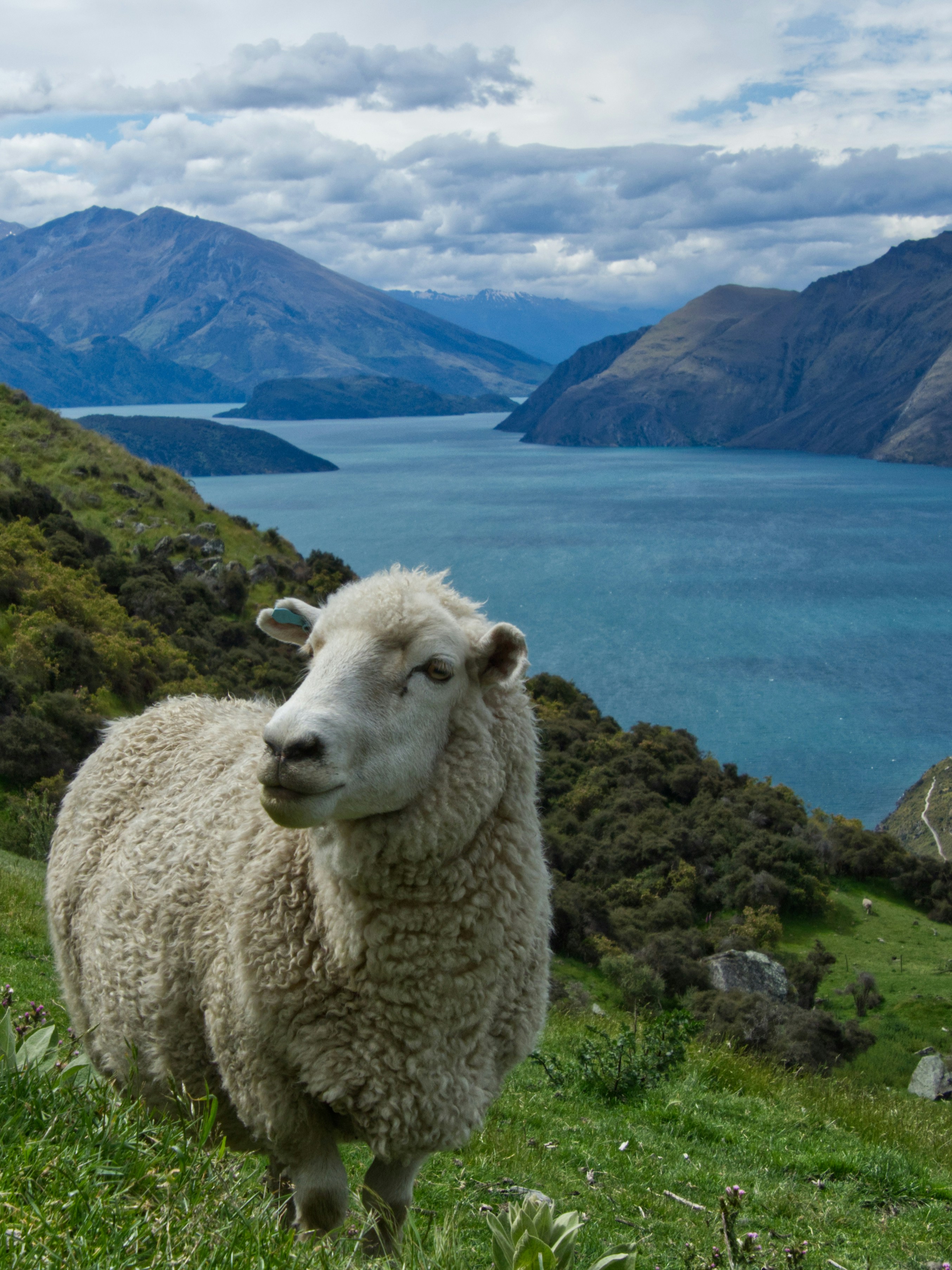 white sheep on green grass field near lake during daytime