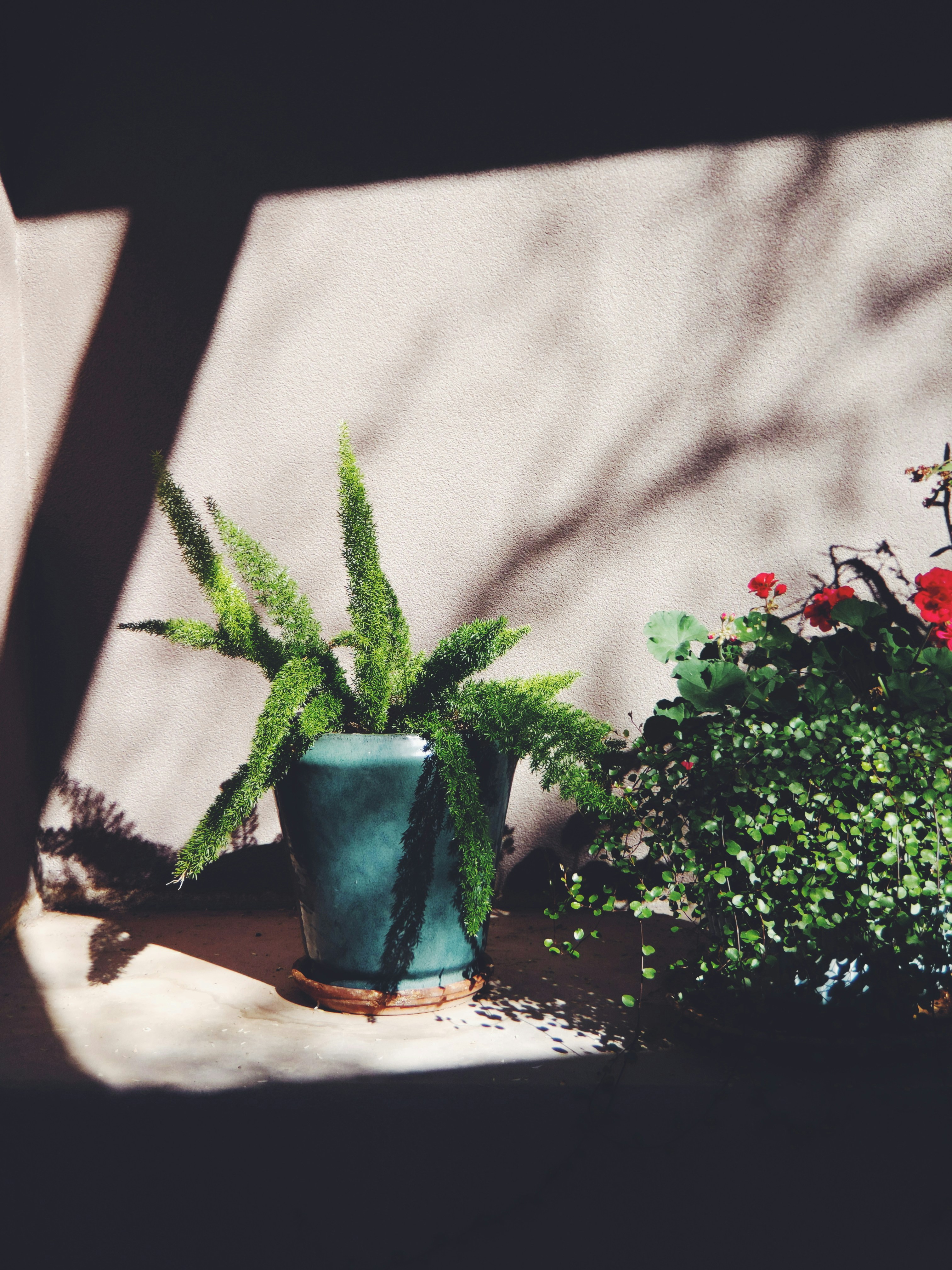 Cactus plants on ledge in Arizona