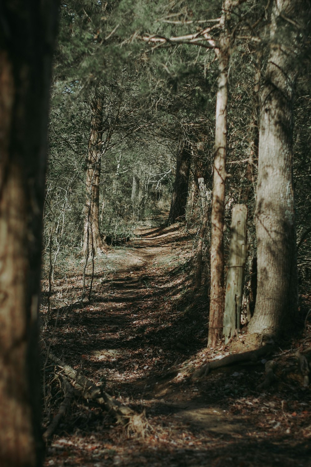 brown tree trunk on forest during daytime