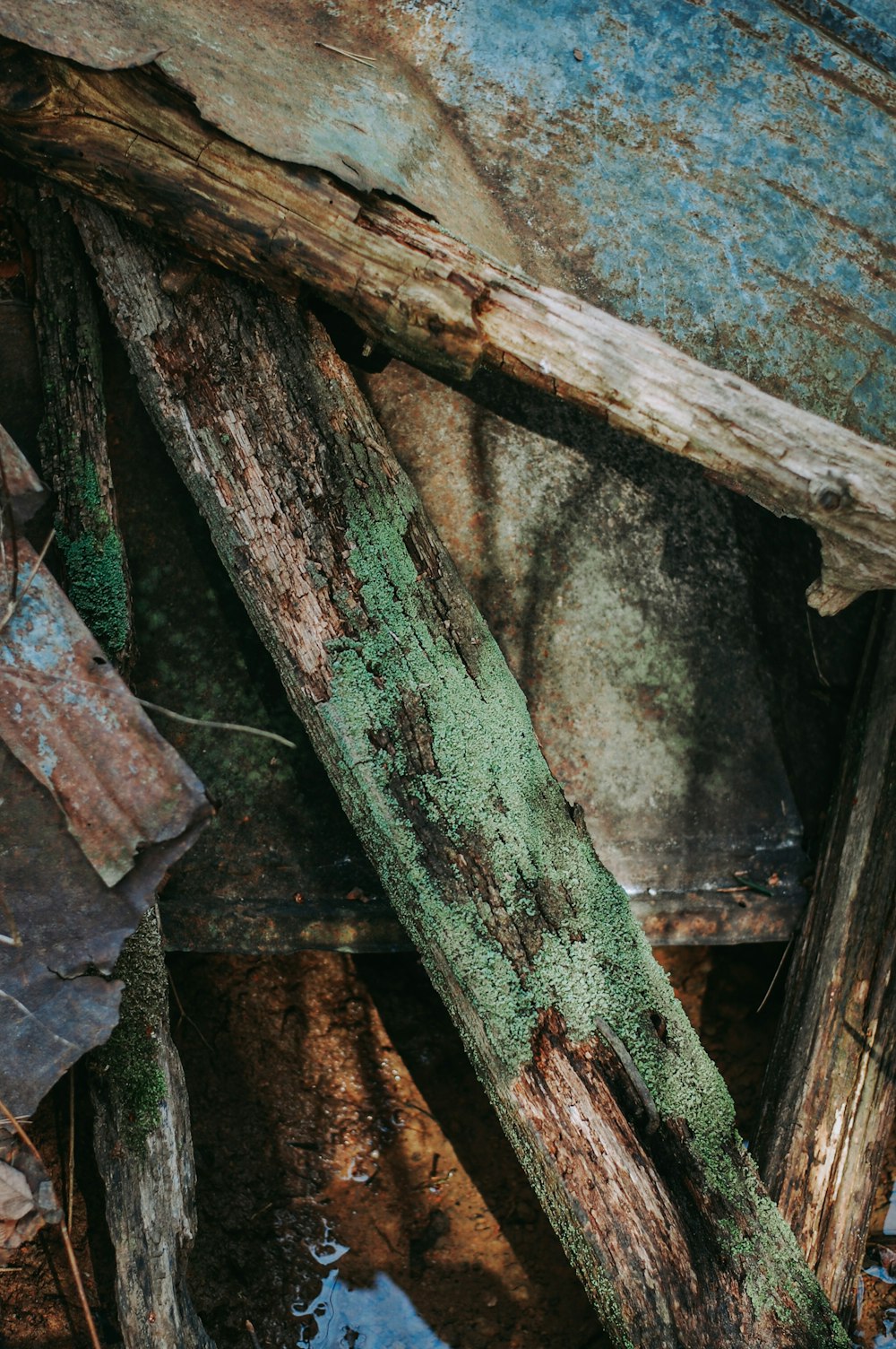 brown and gray wood log