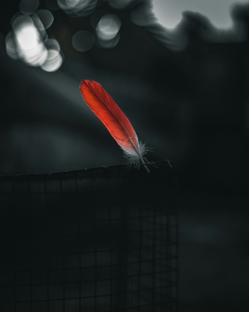 30k+ Feathers Pictures  Download Free Images on Unsplash