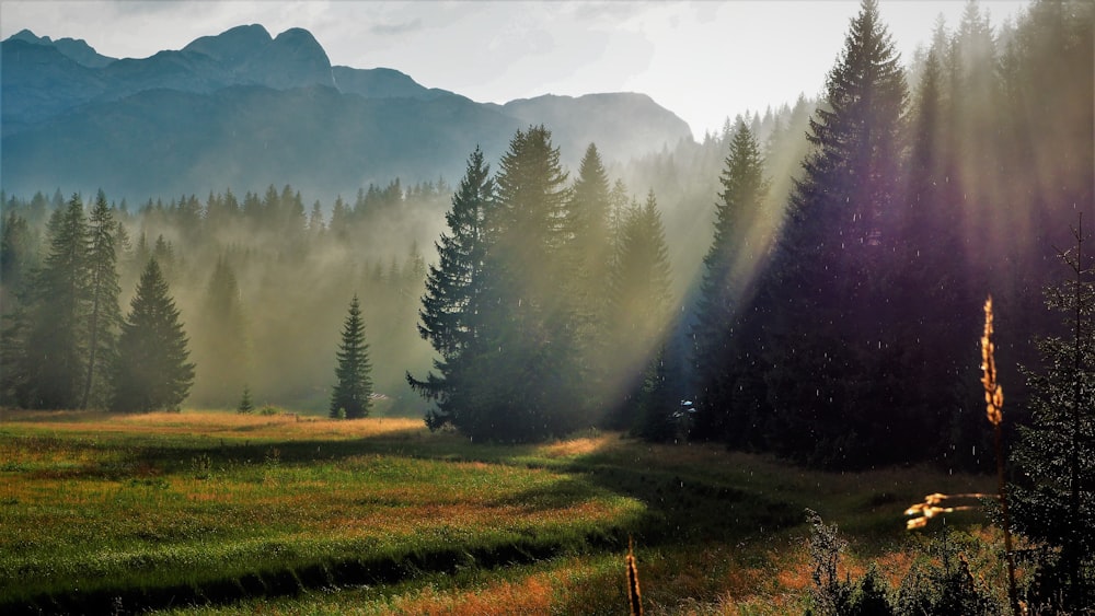 green grass field with trees and fog