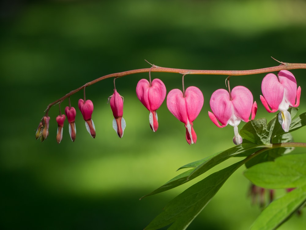 pink bleeding heart flowers in close up photography