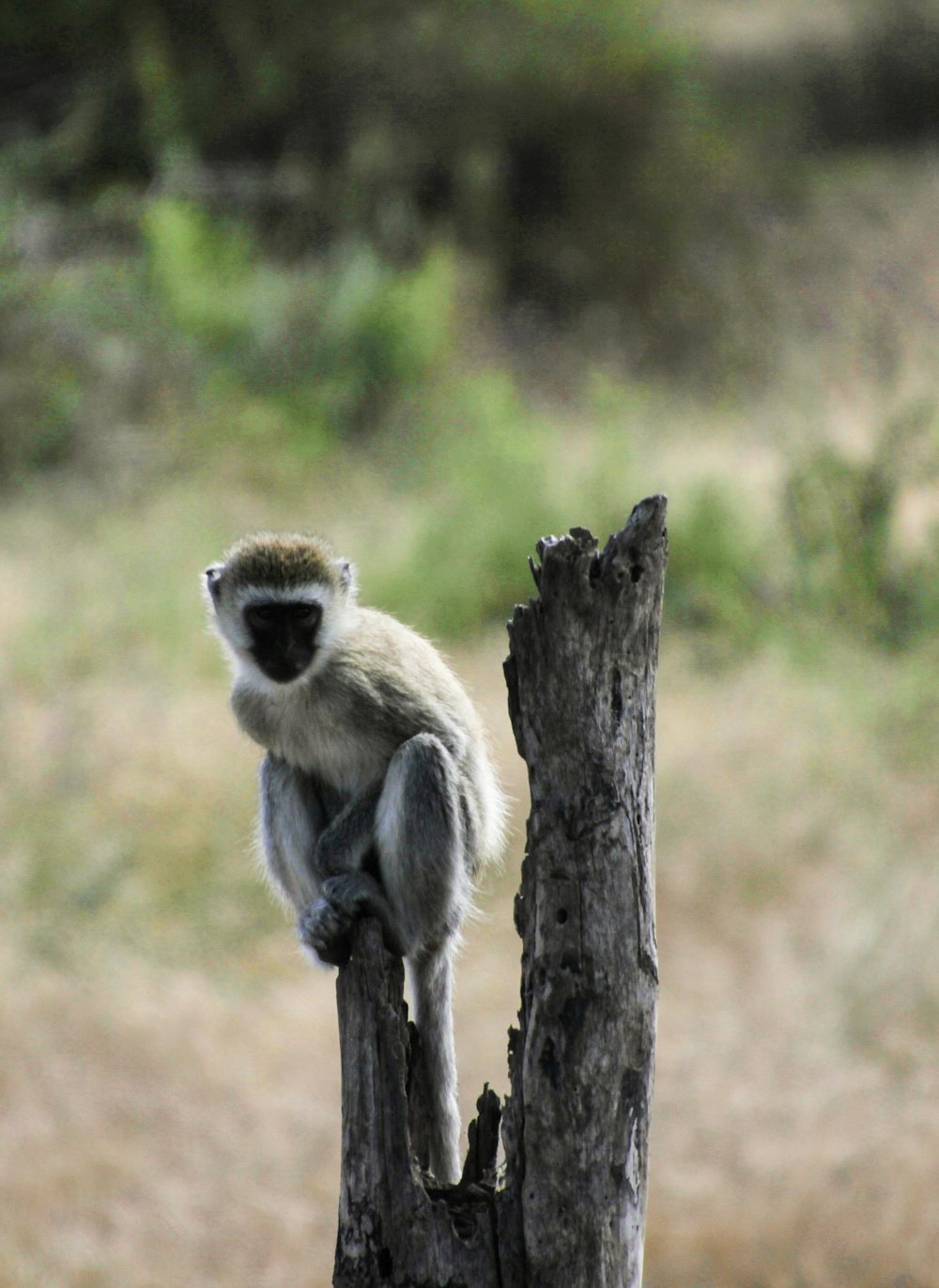 gray and black monkey on brown tree branch during daytime