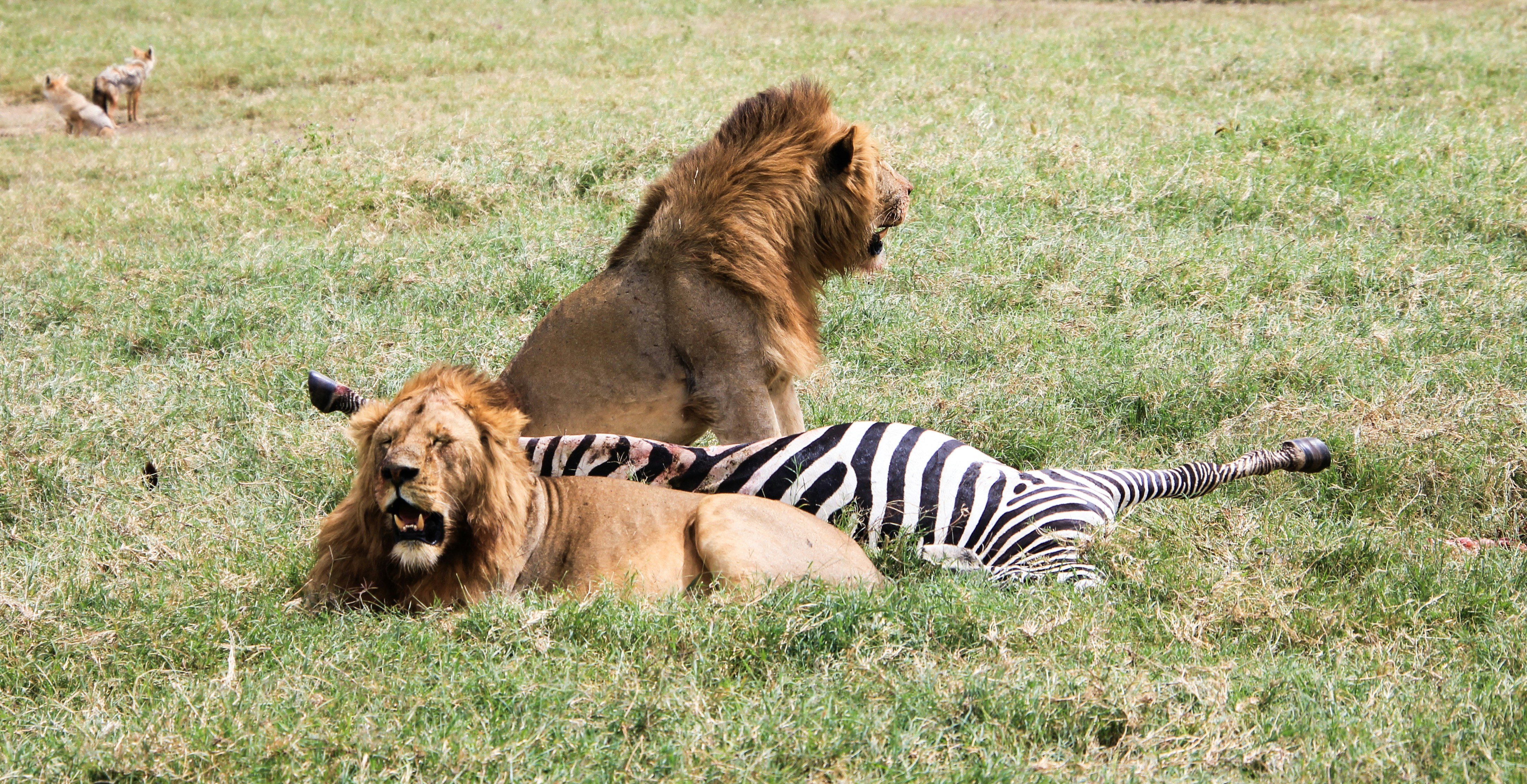 lion et lionne sur le champ d’herbe verte pendant la journée
