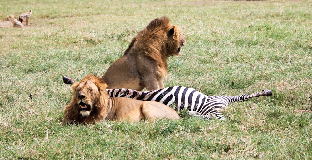 lion and lioness on green grass field during daytime