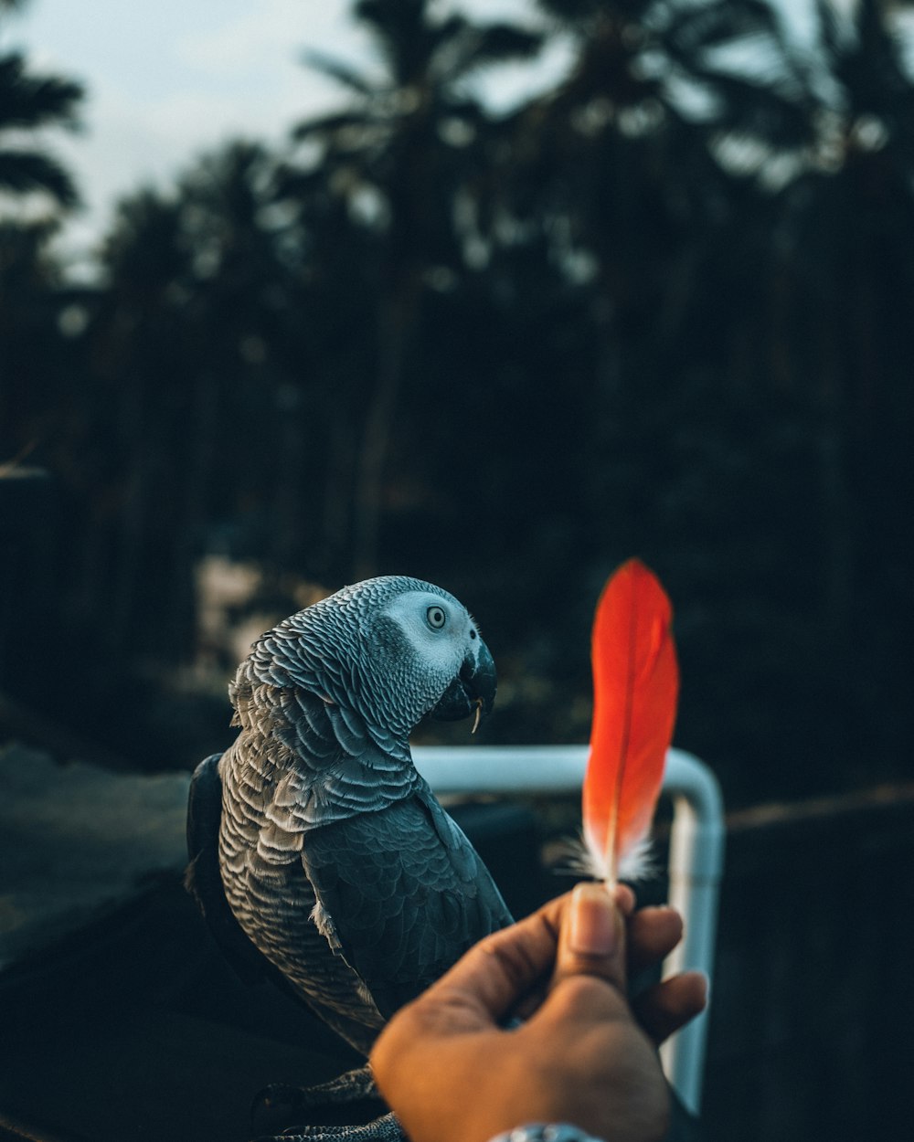 grauer und orangefarbener Vogel an der Hand