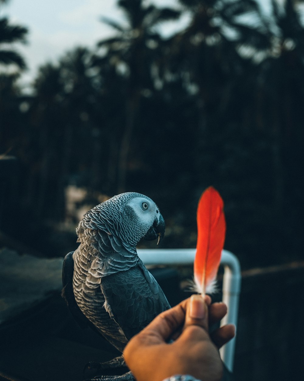 gray and orange bird on persons hand