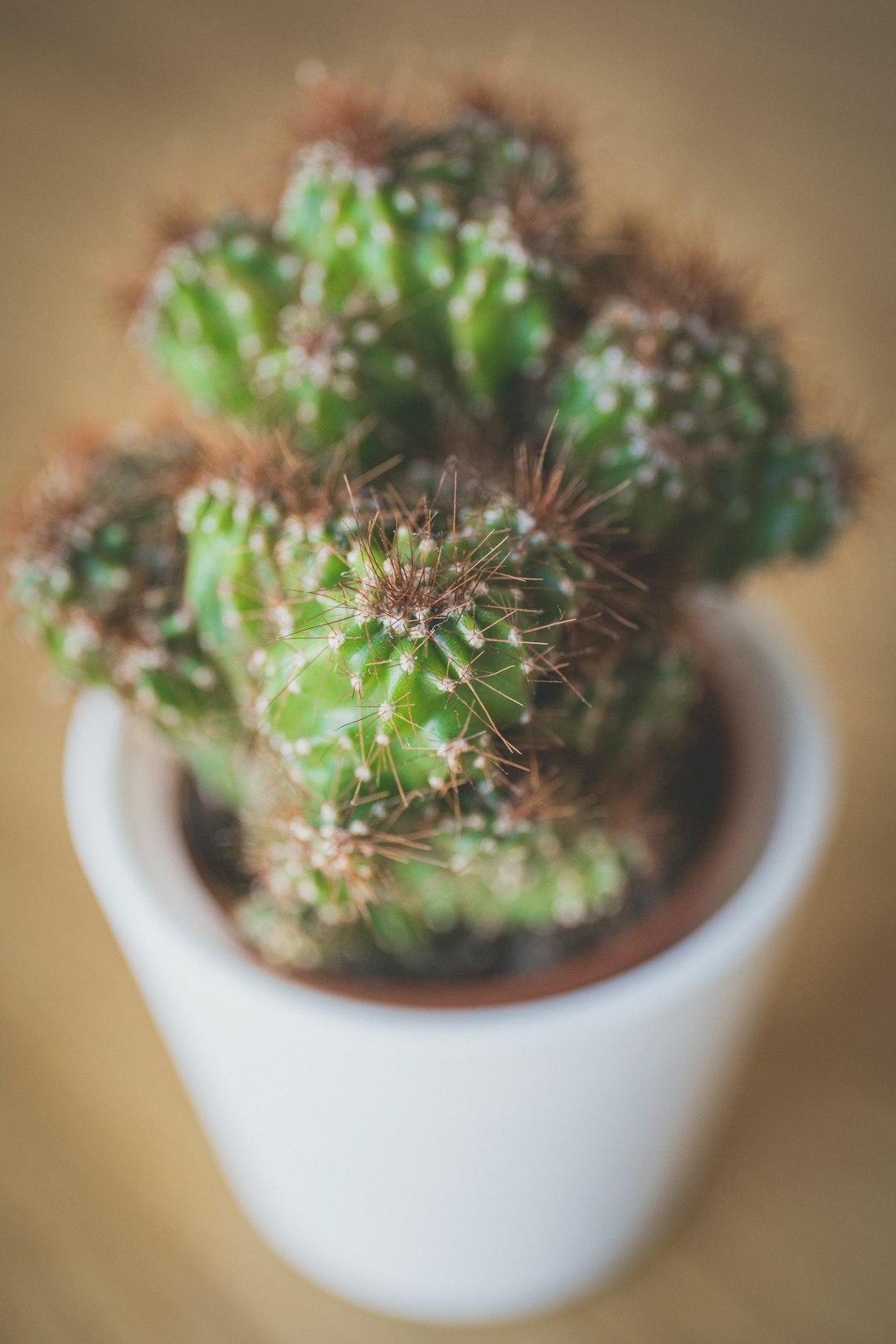 green plant in white ceramic pot