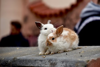 white rabbit on grey concrete floor