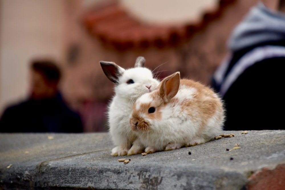 white rabbit on grey concrete floor