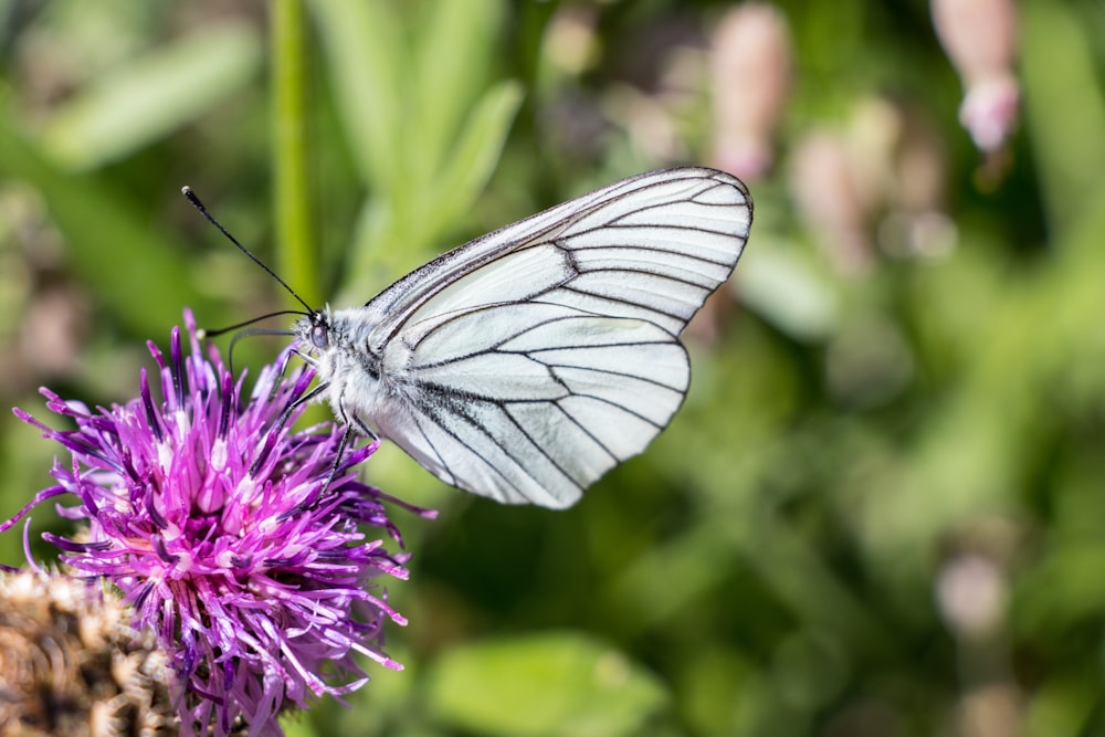 white and black butterfly on purple flower during daytime