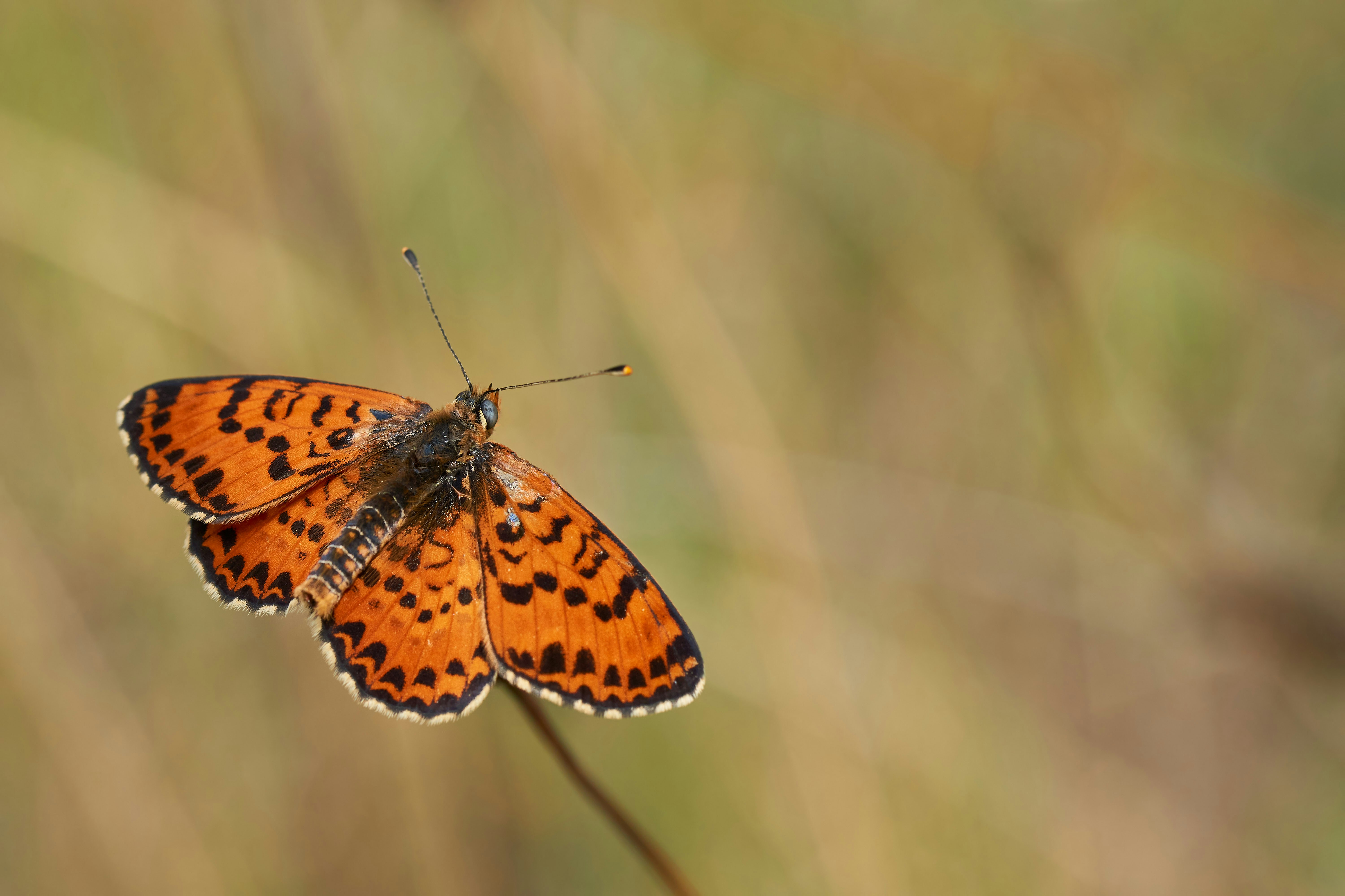 Photo by wolfgang_hasselmann