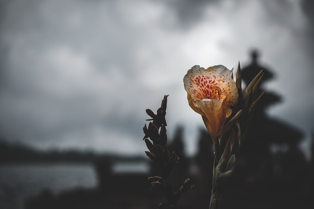 pink flower in tilt shift lens