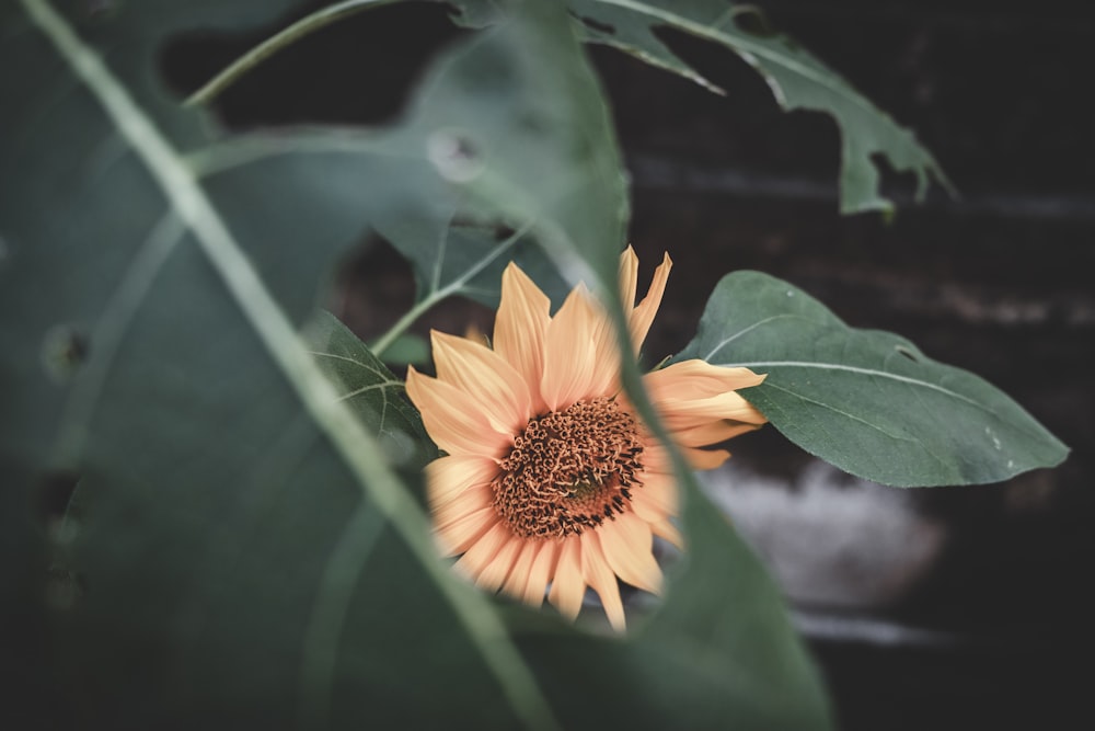 yellow flower in tilt shift lens