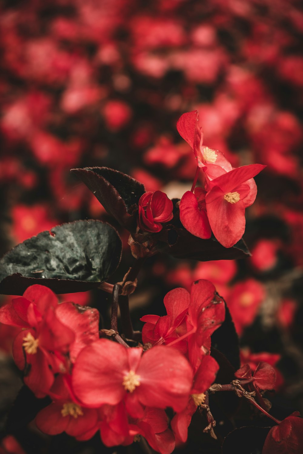 red flower in tilt shift lens