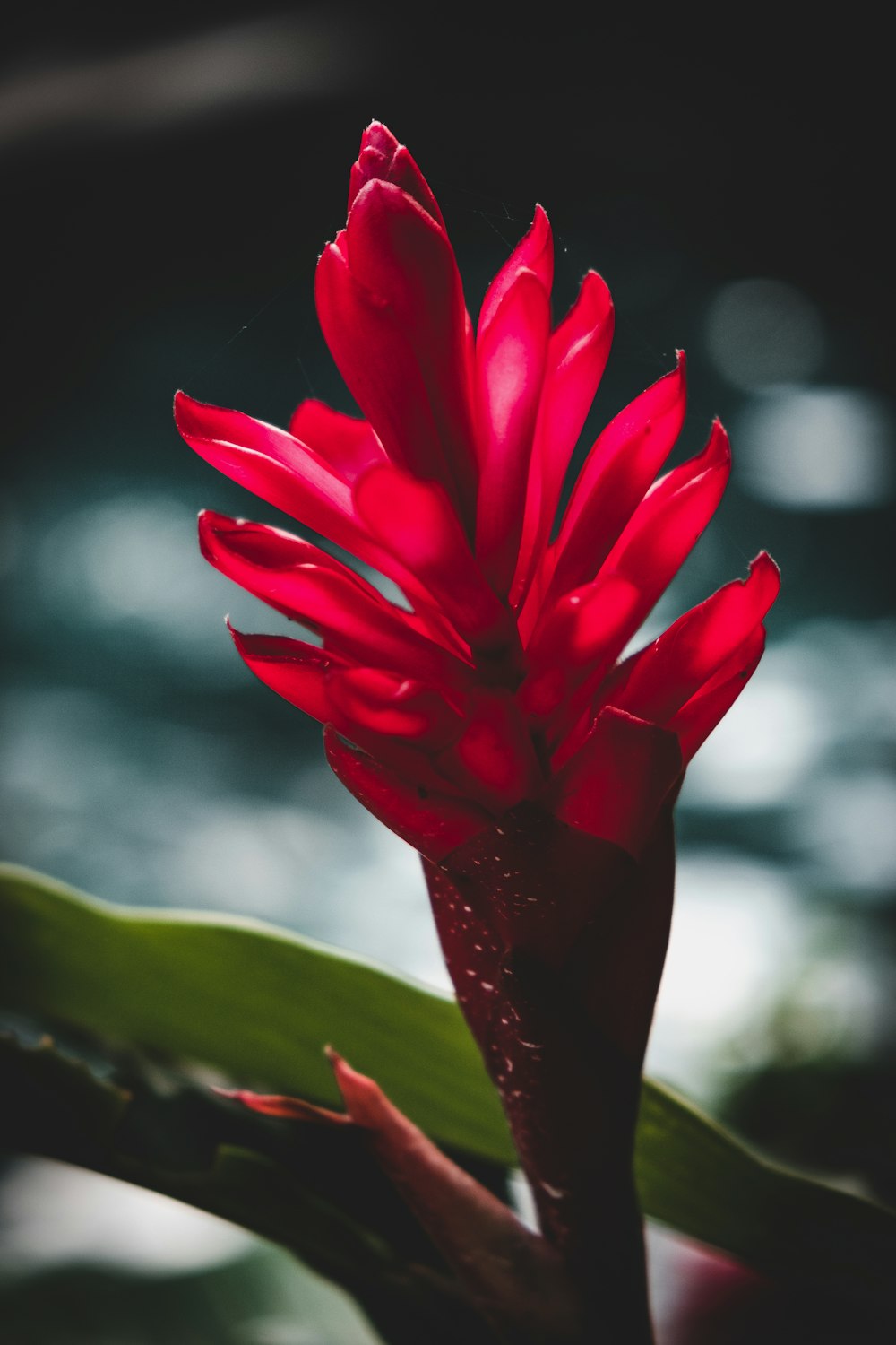 red flower with water droplets