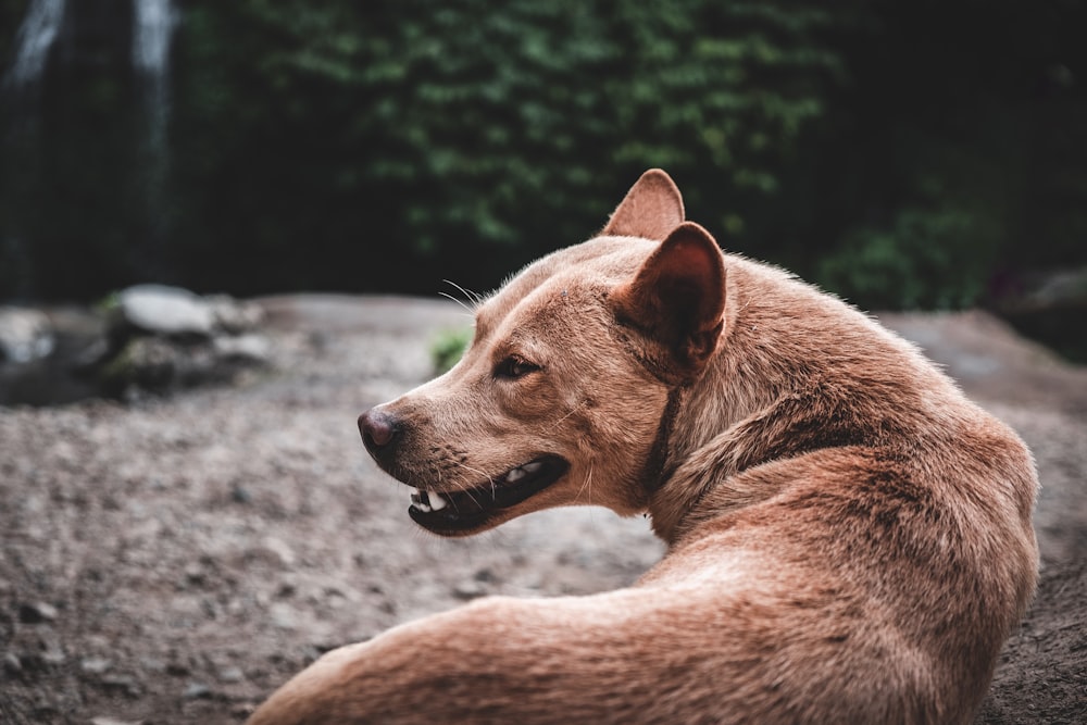 日中に地面に横たわっている茶色の短いコートの犬