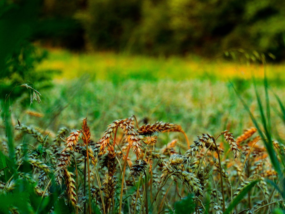 brown wheat field during daytime