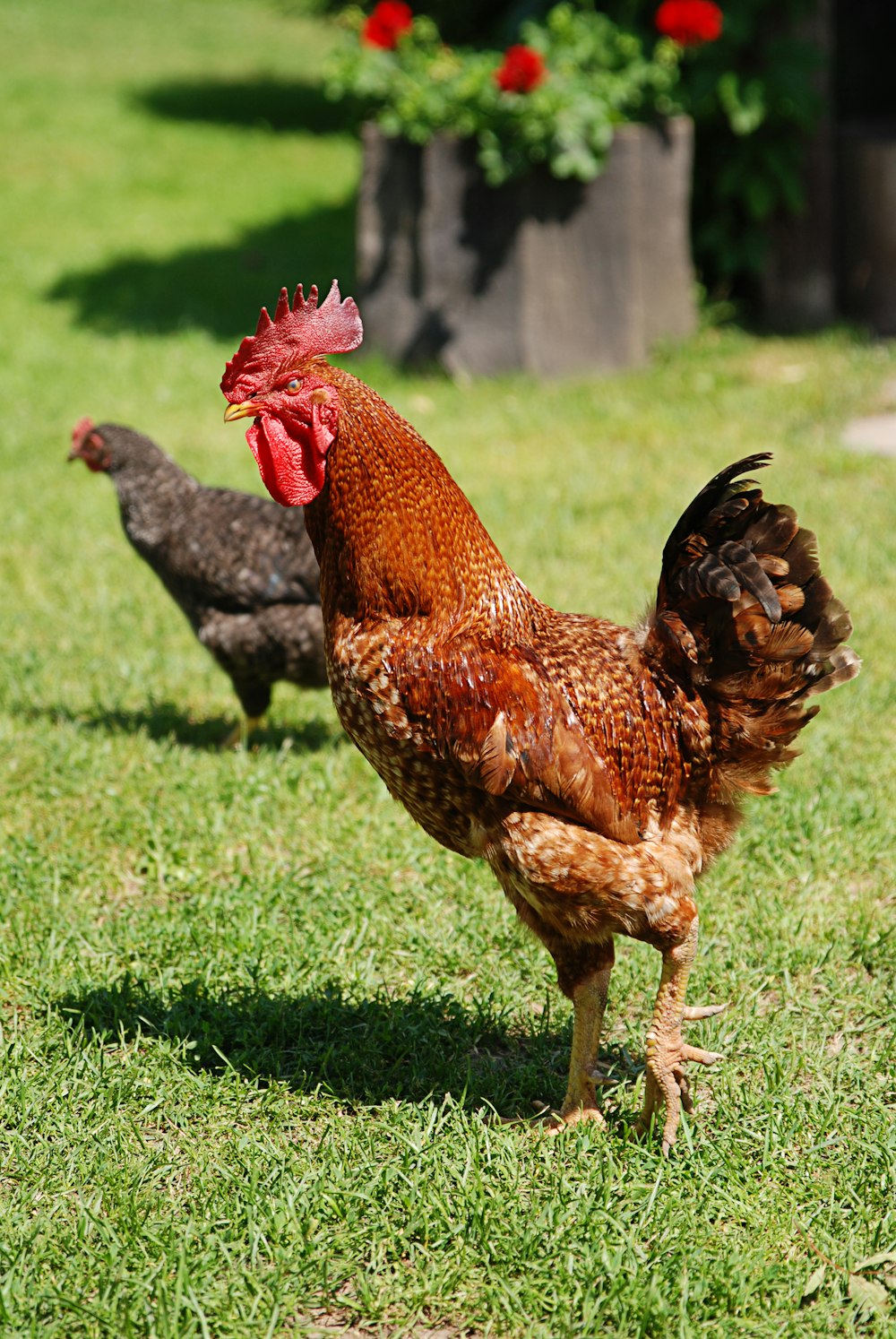 brown rooster on green grass field during daytime