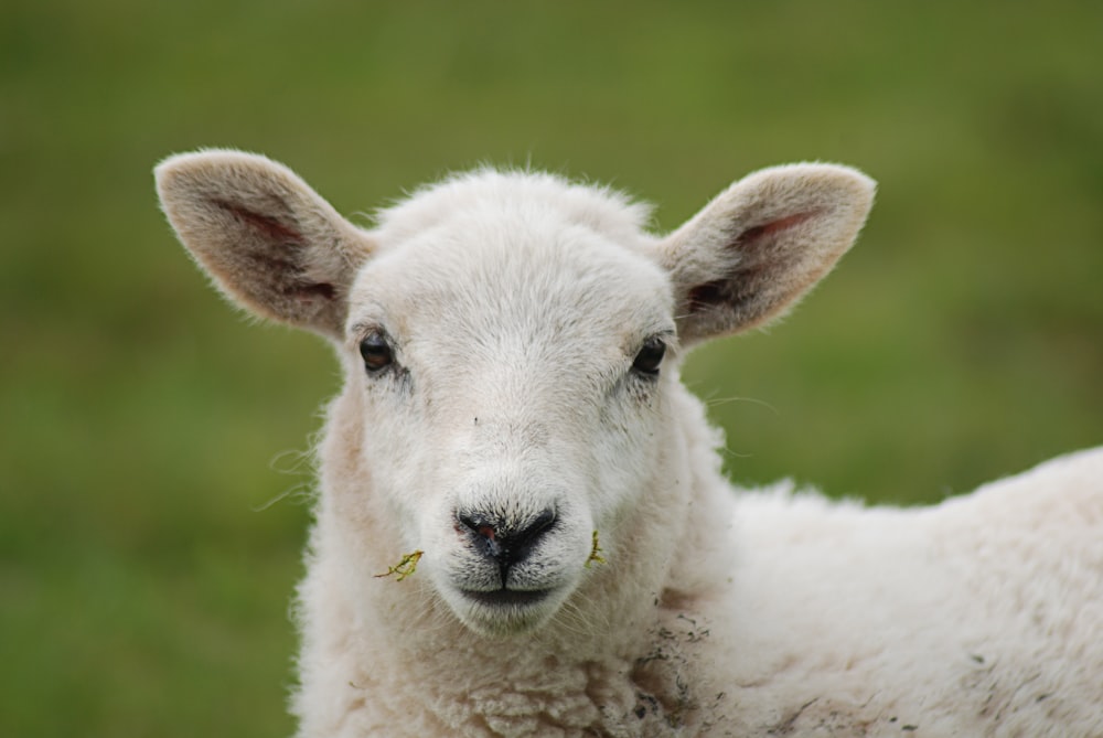 white sheep on green grass during daytime