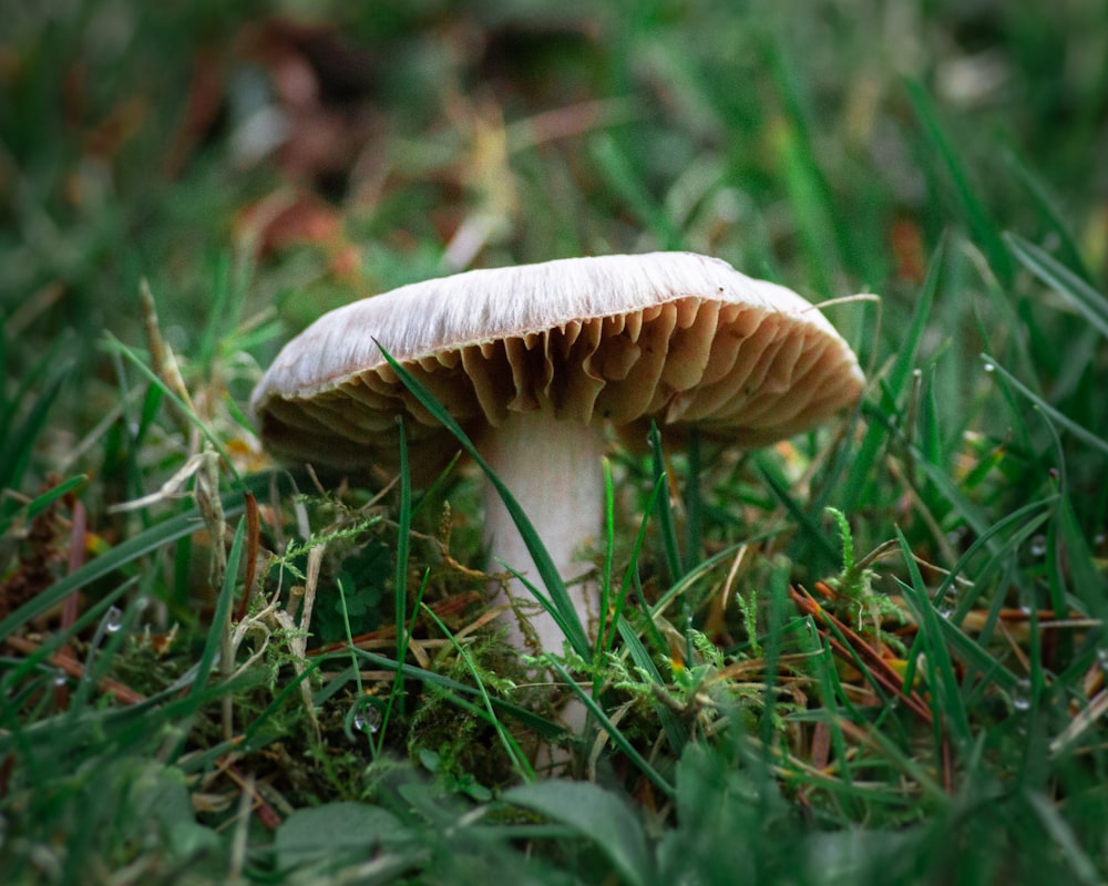 brown mushroom on green grass during daytime