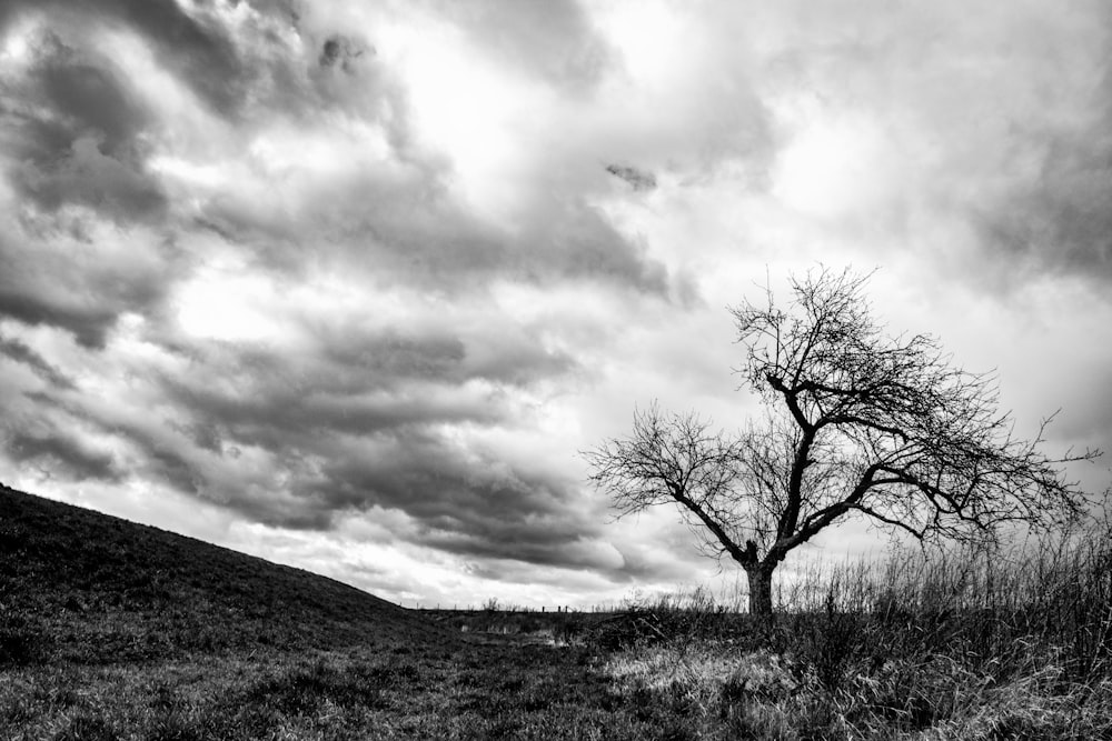 grayscale photo of leafless tree