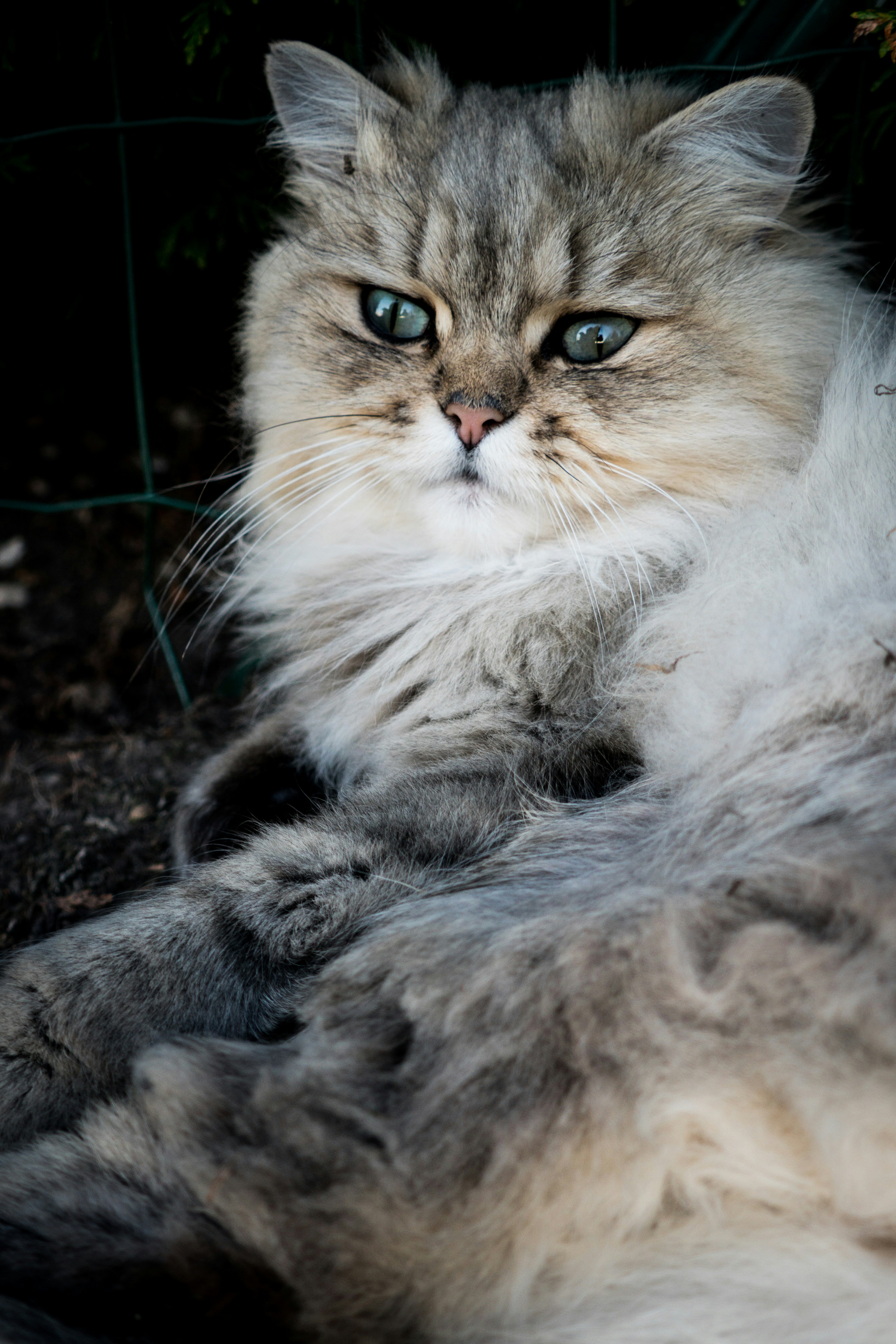 The Velvet Touch That Makes You Never Want to Stop Petting (image credits: unsplash)