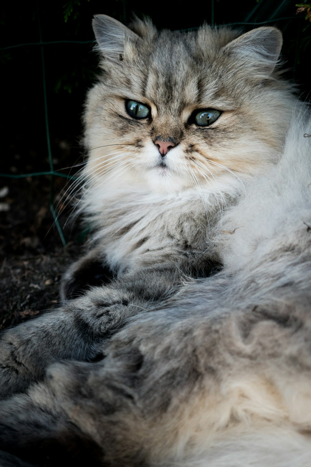 white and brown long fur cat