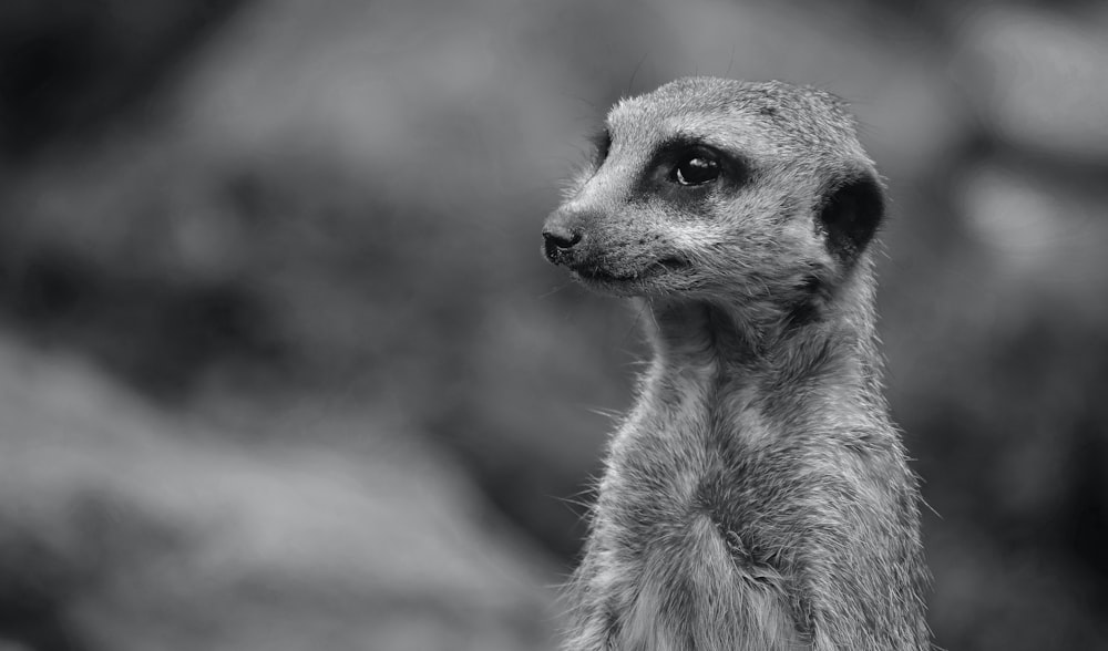 gray scale photo of meerkat