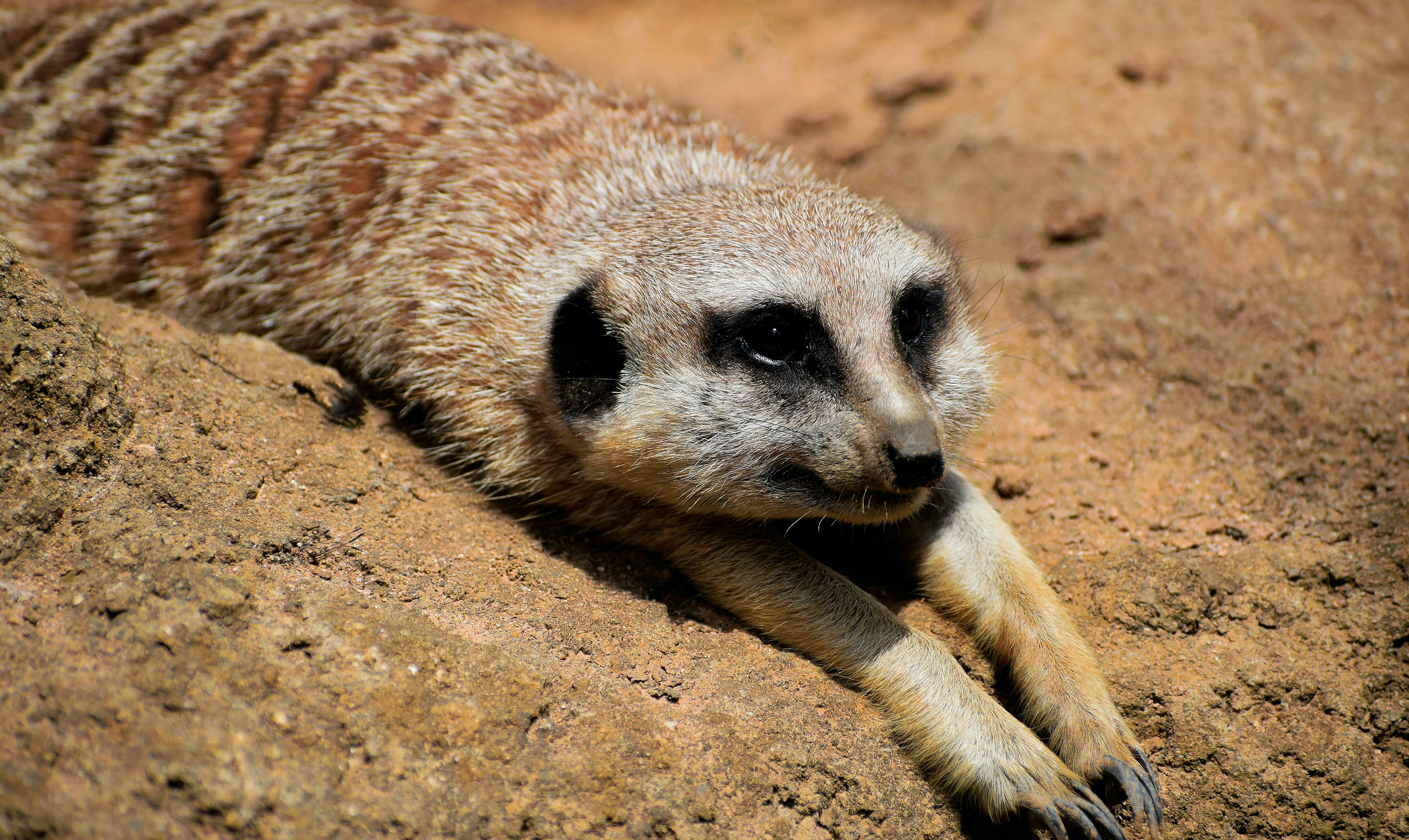 Photo by amandaswanepoel