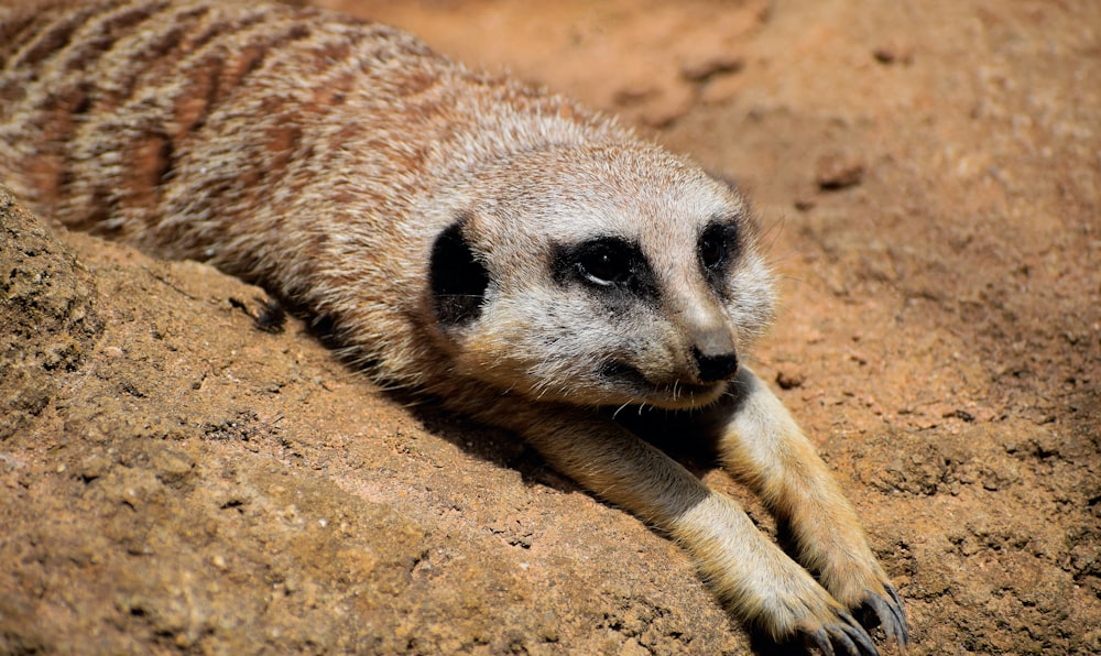 brown and black animal on brown sand during daytime