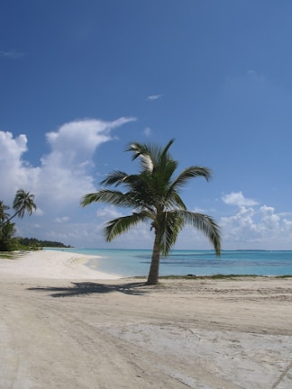 green palm tree on white sand beach during daytime