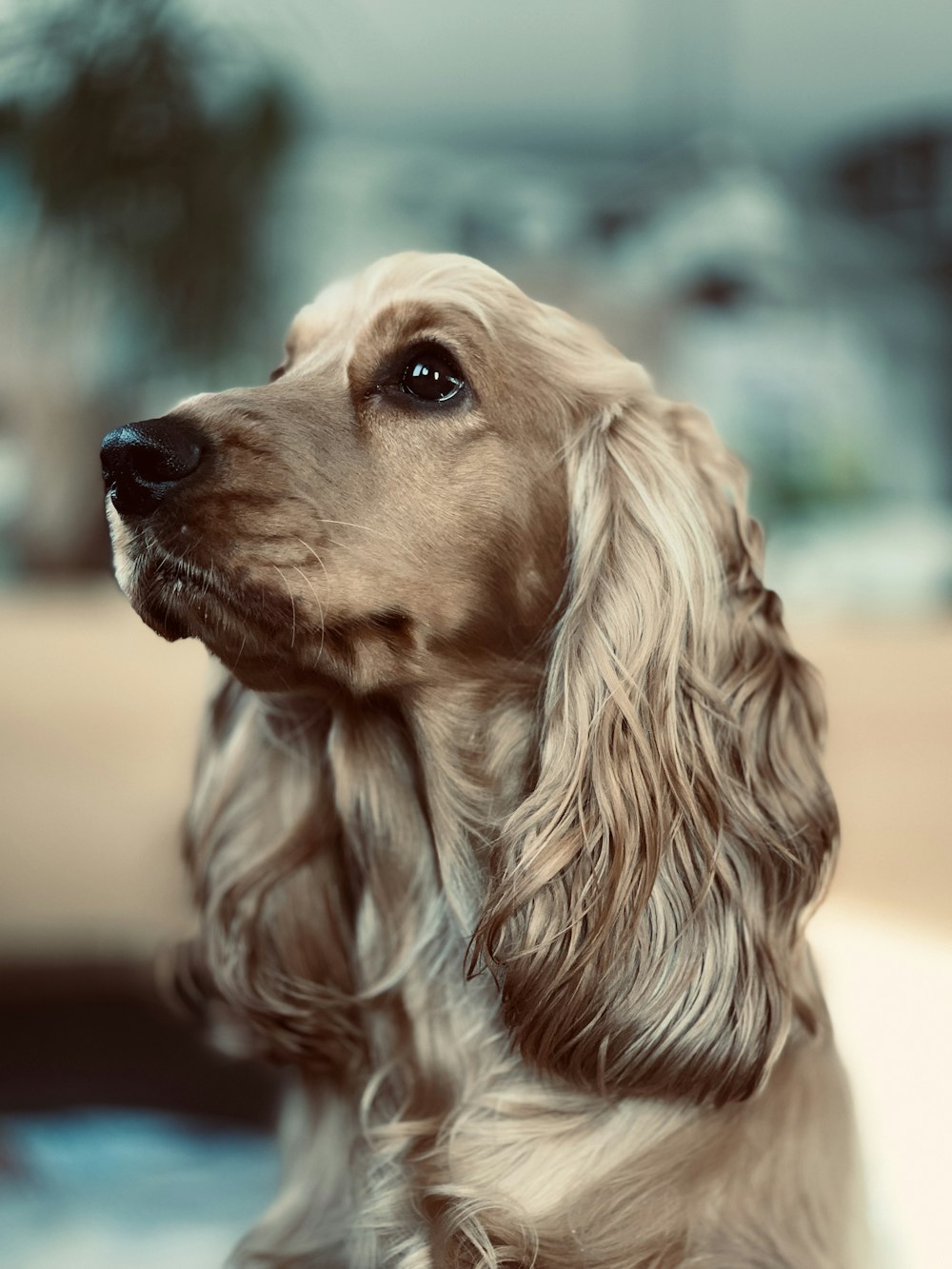 buldogue inglês marrom e branco